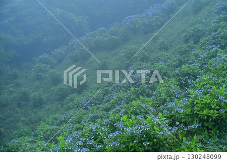 霧の美の山公園の花咲くあじさい 130248099