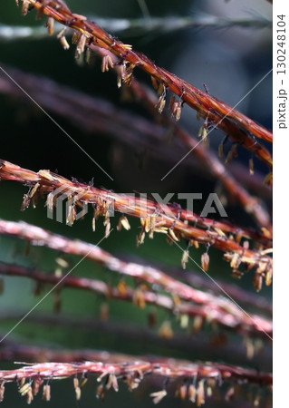 ススキの開花 ススキの開花 130248104