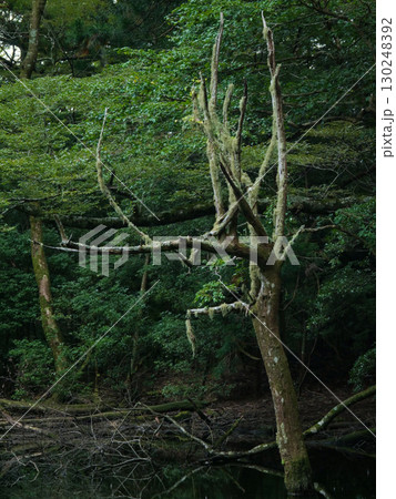 静岡県_東伊豆町_不知沼 静岡県_東伊豆町_不知沼 130248392