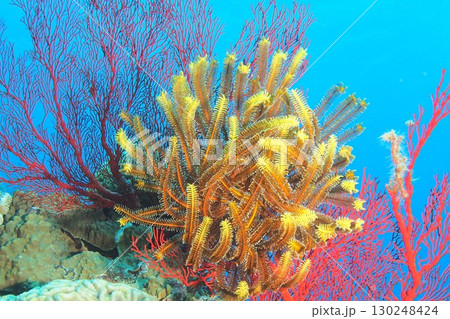 青い海と綺麗なウミシダ　水中写真 130248424