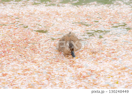 桜の花びらが散る公園の池を泳ぐカモ 130248449