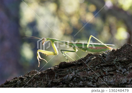 木の幹にいるオオカマキリ 130248479