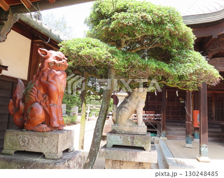 下津井祇園神社、倉敷市にある約250年も前から航海安全の神様として信仰を集めてきた神社、狛犬 130248485