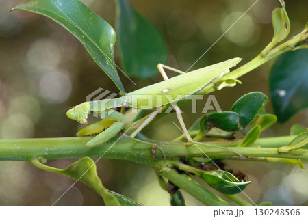 ハラビロカマキリ 130248506