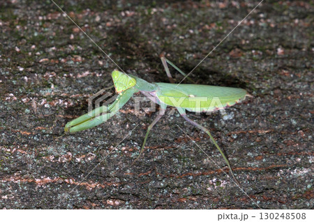 ハラビロカマキリ ハラビロカマキリ 130248508