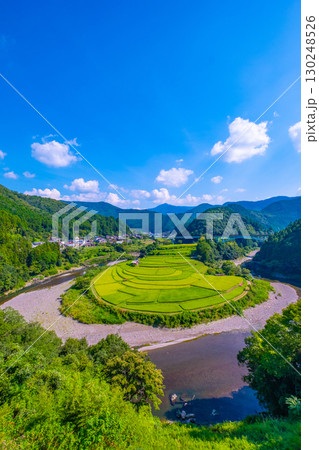 和歌山県 あらぎ島 晩夏の棚田 130248526
