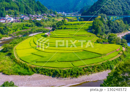 和歌山県 あらぎ島 晩夏の棚田 和歌山県 あらぎ島 晩夏の棚田 130248572