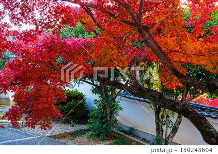 真っ赤に染まった萬福寺のモミジの紅葉 真っ赤に染まった萬福寺のモミジの紅葉 130248604