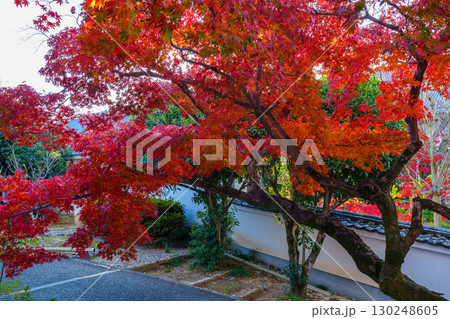 真っ赤に染まった萬福寺のモミジの紅葉 真っ赤に染まった萬福寺のモミジの紅葉 130248605