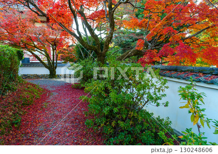 真っ赤に染まった萬福寺のモミジの紅葉 真っ赤に染まった萬福寺のモミジの紅葉 130248606