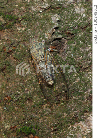 木に止まるツクツクボウシ 木に止まるツクツクボウシ 130248612