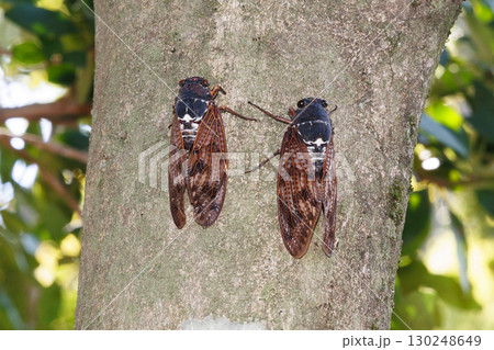 木に止まるアブラゼミ 130248649