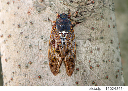 木に止まるアブラゼミ 130248654