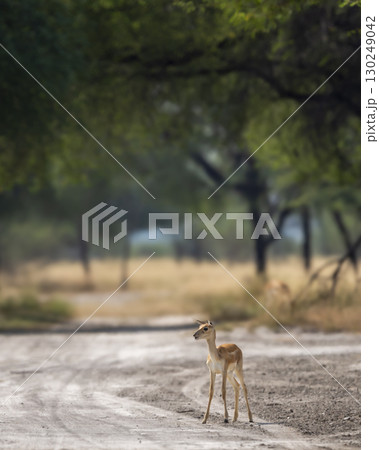wild female blackbuck or antilope cervicapra or indian antelope fawn or baby at tal chhapar churu rajasthan india asia blackbuck standing on scenic forest track or road in natural green grassland wild female blackbuck or antilope cervicapra or indian antelope fawn or baby at tal chhapar churu rajasthan india asia blackbuck standing on scenic forest track or road in natural green grassland 130249042