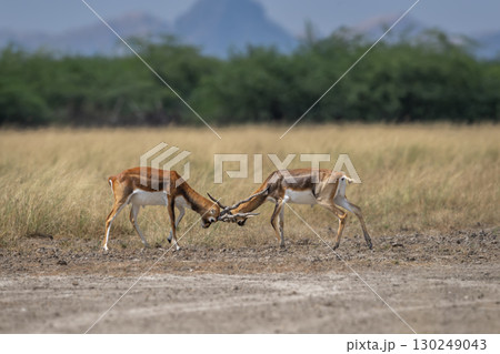 Two wild male blackbuck or antilope cervicapra or indian antelope in action fighting with force long horns open natural green grassland background velavadar National Park Bhavnagar gujrat india asia 130249043