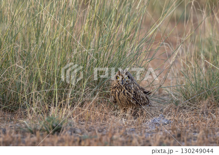 wild short eared owl or Asio flammeus bird closeup or portrait perched on ground in grassland region of forest during jungle safari in national park of india 130249044