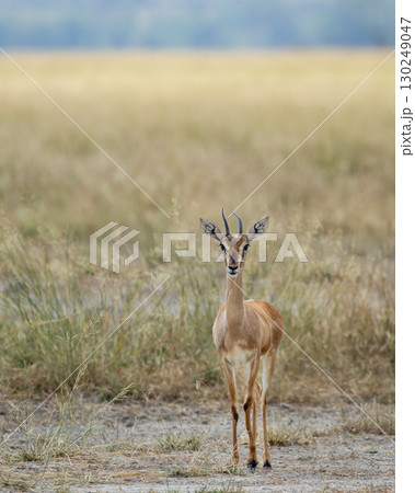 Chinkara or Indian gazelle or Gazella bennettii an Antelope close up or portrait with eye contact in safari natural green background at ranthambore national park tiger forest reserve rajasthan india 130249047