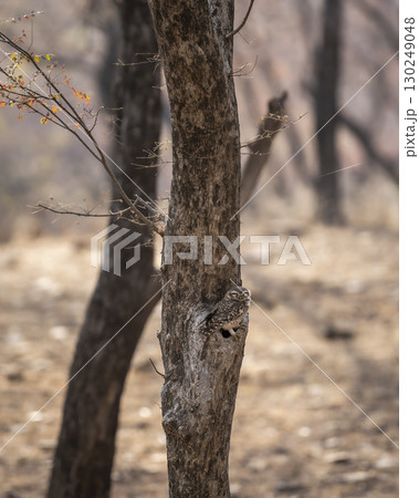 spotted owlet or Athene brama at ranthambore national park forest tiger reserve rajasthan india. owl perched on tree trunk in winter season safari 130249048