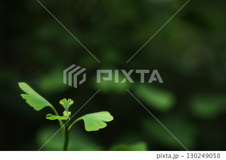 イチョウの若葉 130249058