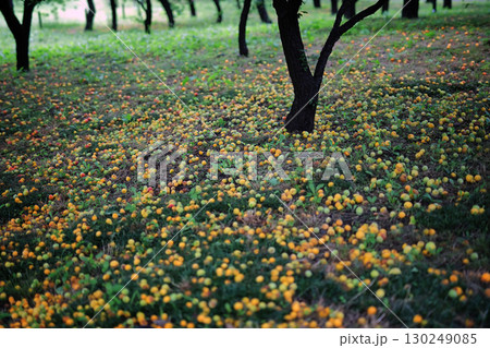 落ちたままの梅の実 130249085