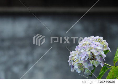蔵の前で咲くアジサイ 130249086