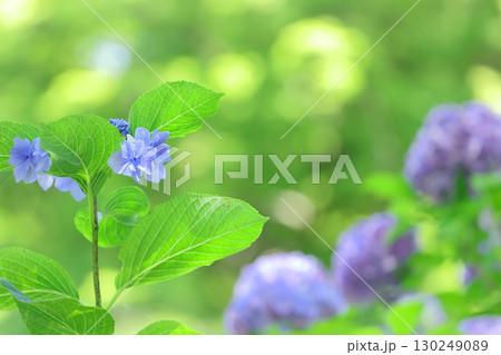 光溢れる中の紫陽花 光溢れる中の紫陽花 130249089