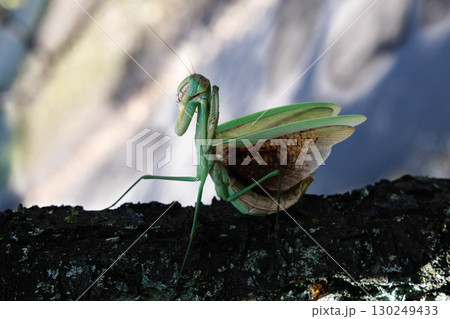 オオカマキリの威嚇 130249433