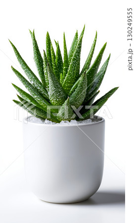 A small aloe vera plant in a white pot on a white surface 130249555