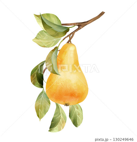 Hand-drawn illustration of a single yellow pear with a green leaves 130249646