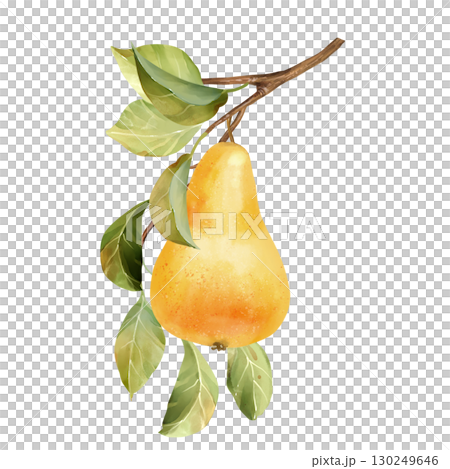 Hand-drawn illustration of a single yellow pear with a green leaves 130249646