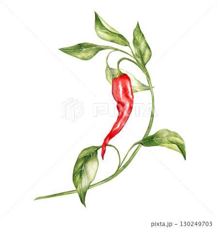 Hand-drawn illustration of a single red chili pepper on a curved stem with fresh green leaves Hand-drawn illustration of a single red chili pepper on a curved stem with fresh green leaves 130249703