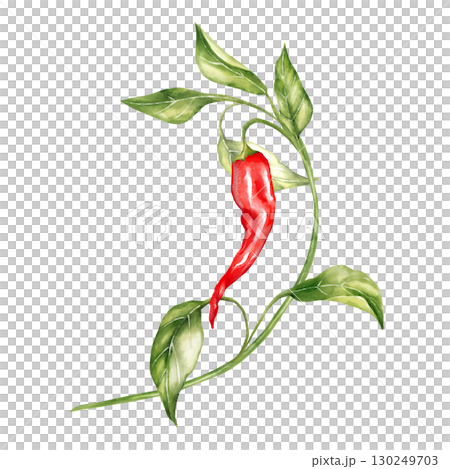 Hand-drawn illustration of a single red chili pepper on a curved stem with fresh green leaves Hand-drawn illustration of a single red chili pepper on a curved stem with fresh green leaves 130249703