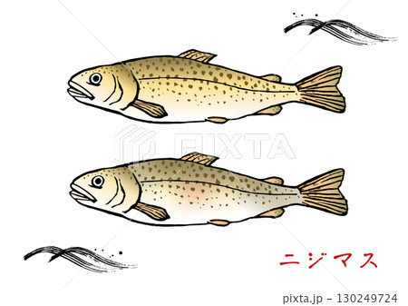 手描きの虹鱒 カラー 手描きの虹鱒 カラー 130249724