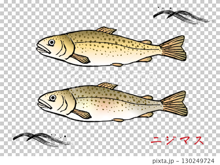 手描きの虹鱒 カラー 手描きの虹鱒 カラー 130249724