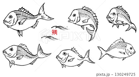 手描きの鯛のイラストセット　線画 130249725