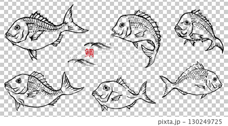 手描きの鯛のイラストセット　線画 130249725
