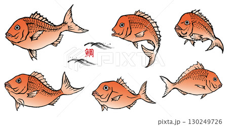 手描き　鯛のセット　カラー 130249726