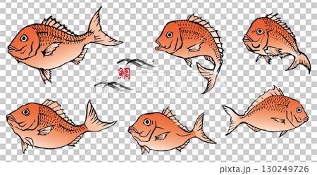 手描き　鯛のセット　カラー 130249726