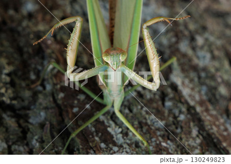 威嚇するオオカマキリ 130249823