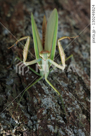 威嚇するオオカマキリ 威嚇するオオカマキリ 130249824