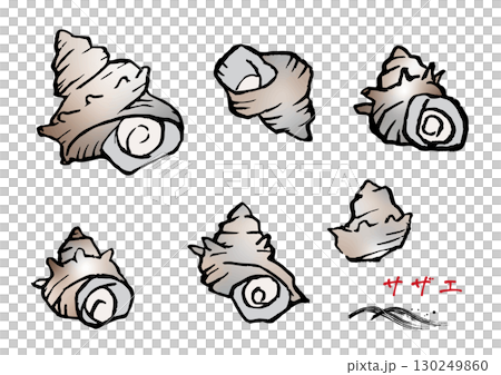 A set of various turban shells 130249860