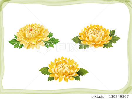 菊の花 2_素材 菊の花 2_素材 130249867