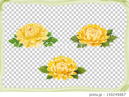 菊の花 2_素材 菊の花 2_素材 130249867