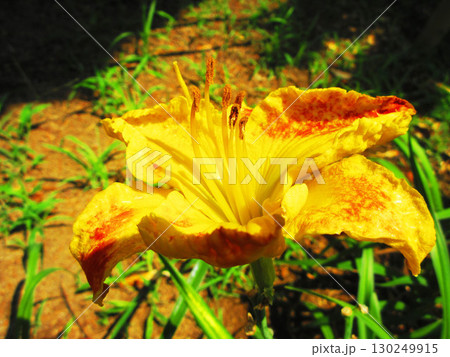 ヘメロカリス（ワスレグサ属）の美しい花の風景 130249915