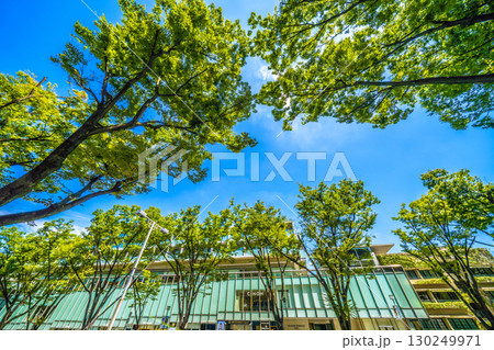 日本の東京都市景観 東京・表参道の緑溢れる並木などを望む 130249971