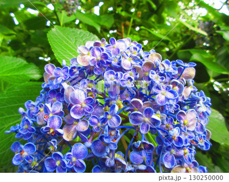 ウズアジサイの花の風景 ウズアジサイの花の風景 130250000