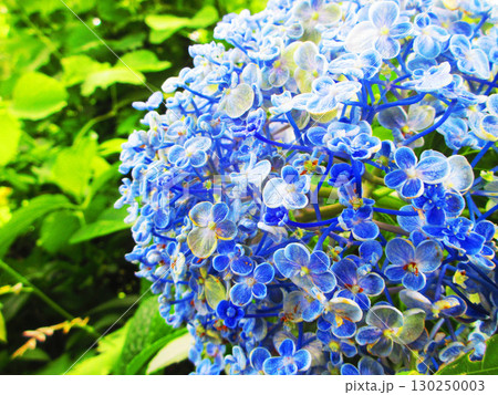 ウズアジサイの花の風景 130250003