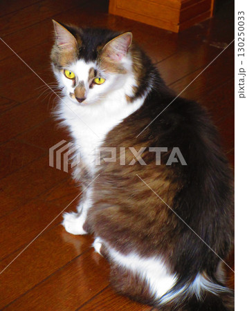 かわいい縞三毛猫の様々な姿 130250033