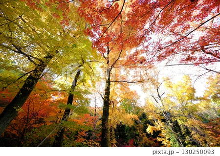 紅葉したモミジ 130250093