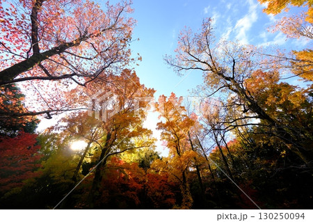 紅葉したもみじ 130250094